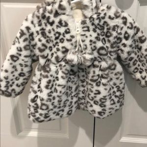 Adorable white and gray leopard